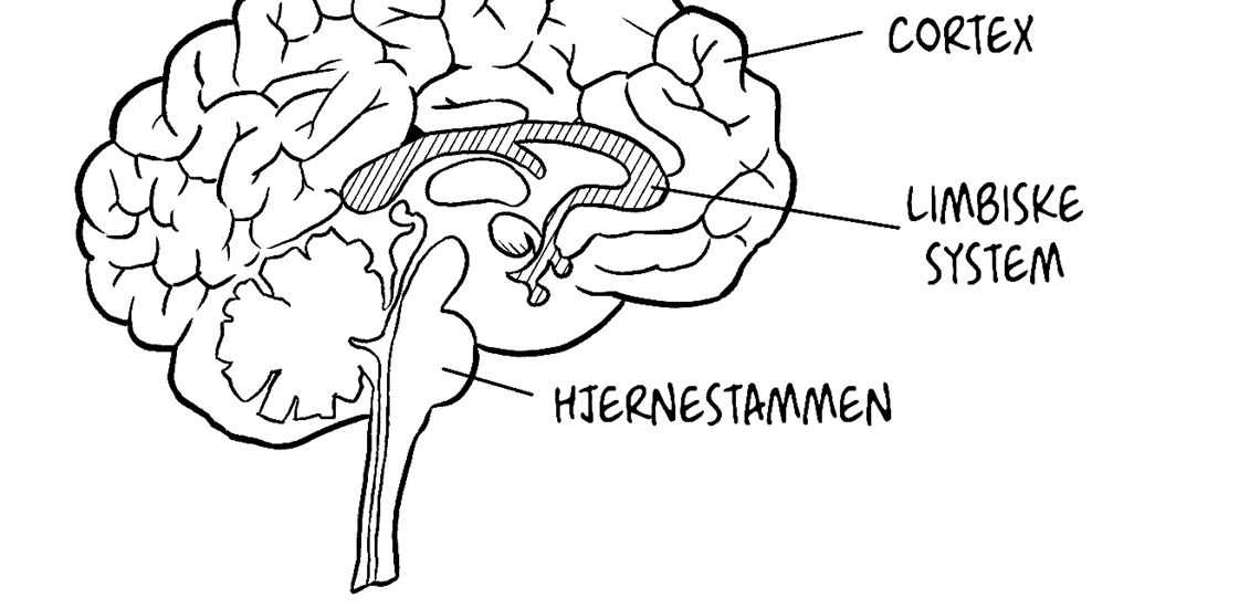 Hjernens opbygning.  Hjernen og Læring.