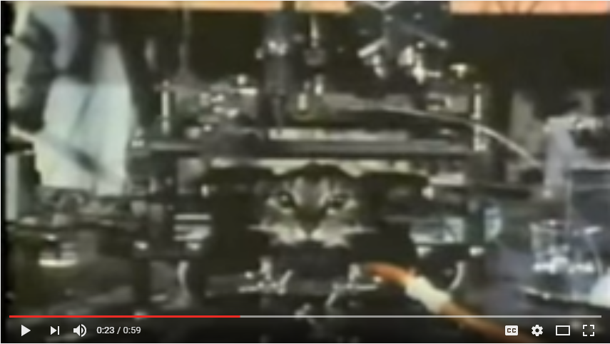 David Hubel og Torsten Wiesel. Neuroner i en kat.