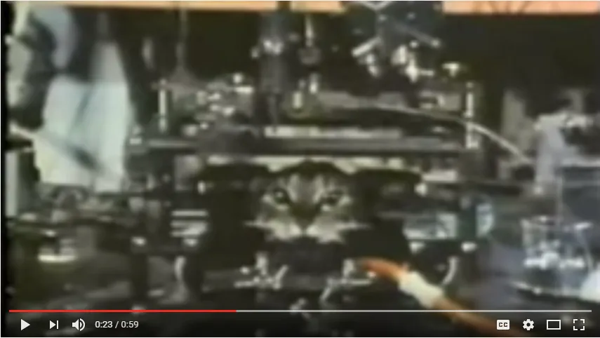 David Hubel and Torsten Wiesel. Neurons in a cat.