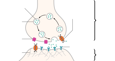 Synapsespalte og neurotransmittere
