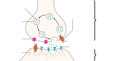 Synapsespalte og neurotransmittere